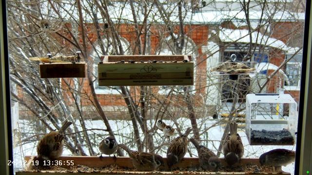 Воробьи в кормушке