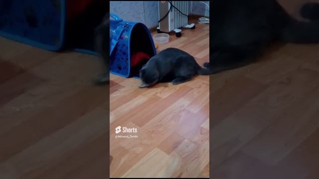 ДОЧЬ ГЦ И ММ