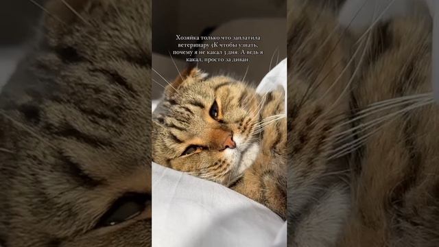 Ну что за жизнь такая классная