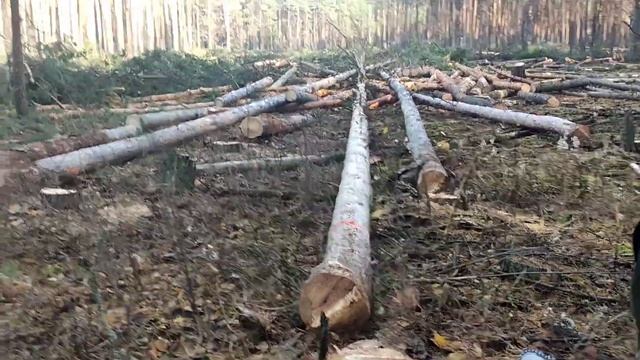 Валка леса /// 7 Деревьев в направления вала ///