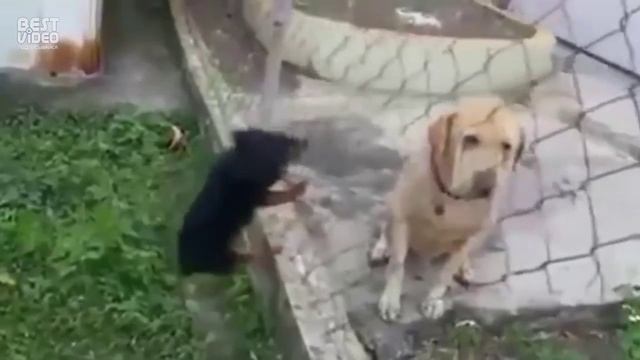 Осторожно! Злая собака!