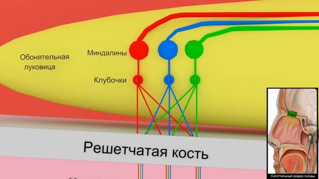 Обонятельный нерв за 1 минуту | Путь к мозгу (схематично) | Medanatfarm