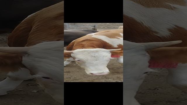 1000532702.mp4