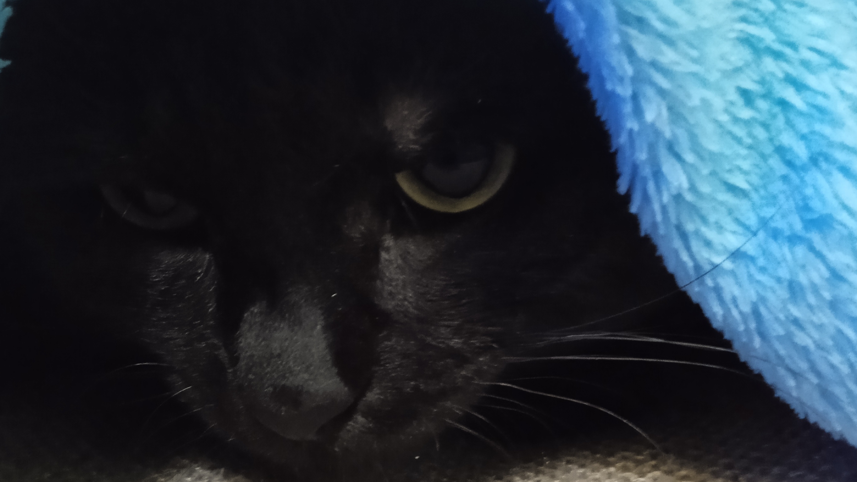 кот