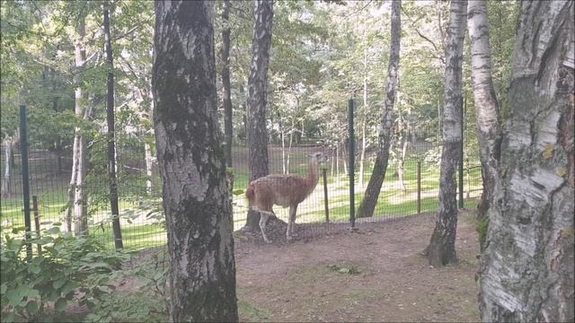 ВЛОГ в мире животных!