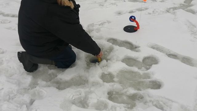Светлые Горы Форель 20.12.2024г.