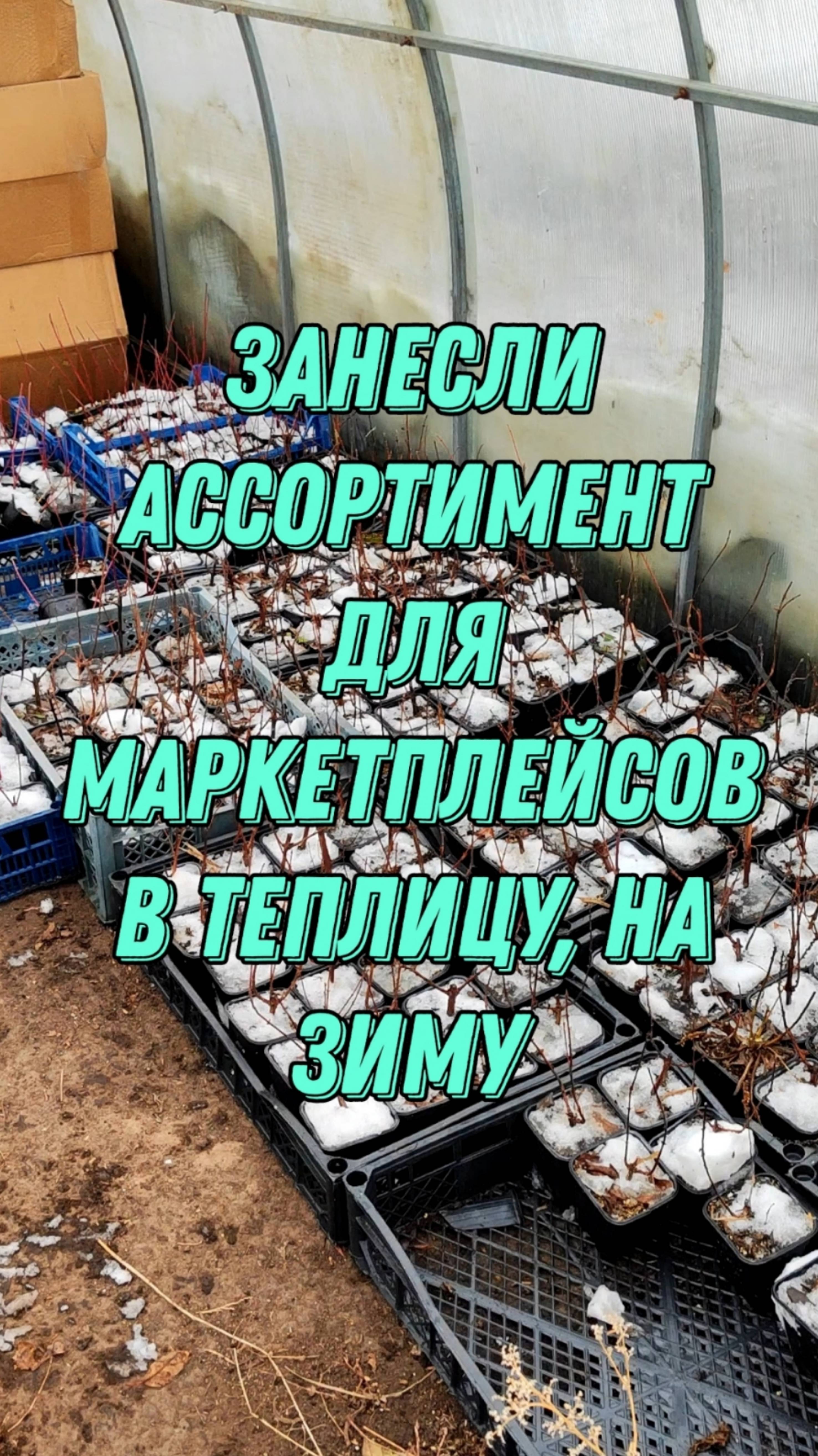 Выставили все растения в P9 в теплицу, будем в ней упаковывать товар зимой, для маркетплейсов.