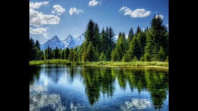 Ива склонилась плакучая
