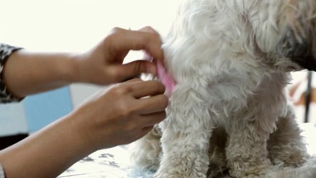 🐾 Какие груминг-услуги предлагают в Грузии?