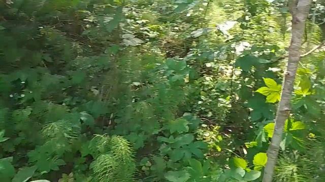 По следам старой рукописи..mp4