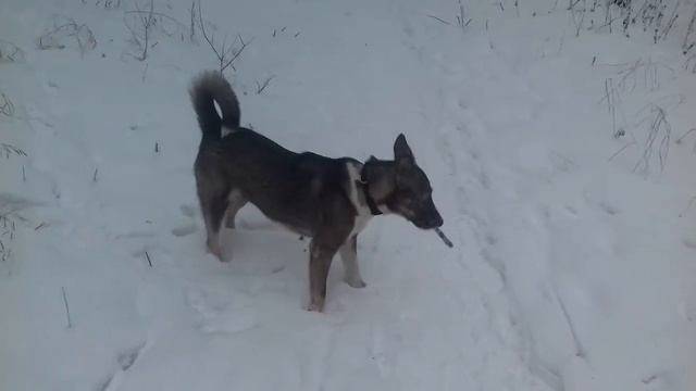 #прогулка в сказочном лесу.#a walk in the fairy forest