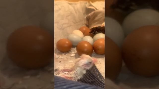 Инкубация в коробке, что из этого получится?!😨😨😨