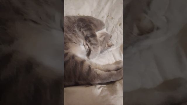 Пример с Маси
спасть так спасть