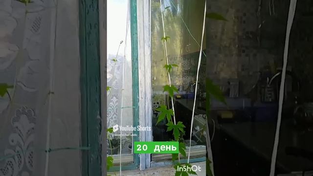 МОМОРДИКА (индийский огурец) часть 2