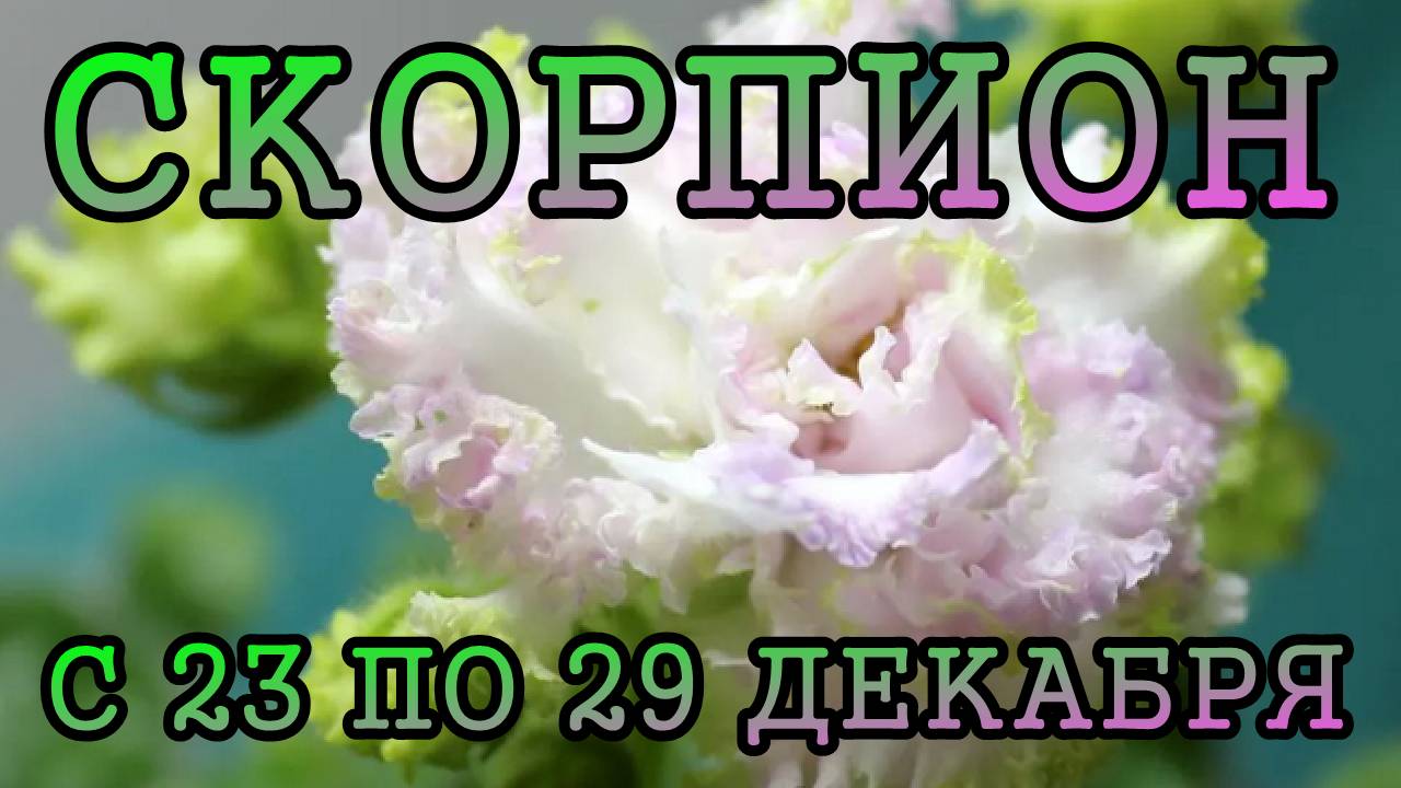 СКОРПИОН таро прогноз на неделю с 23 по 29 ДЕКАБРЯ 2024 года.