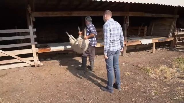 Карачаевская порода овец.