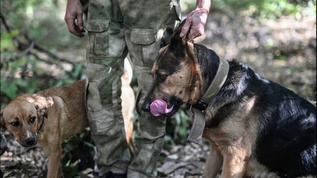 Военкор рассказал, каких питомцев держат военнослужащие РФ в зоне СВО