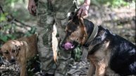 Военкор рассказал, каких питомцев держат военнослужащие РФ в зоне СВО