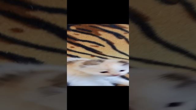 Луняшка