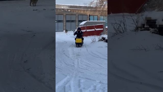 МОТОСОБАКА - Отличная идея новогоднего подарка 🎁