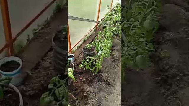 01.06.24Первые помидоры