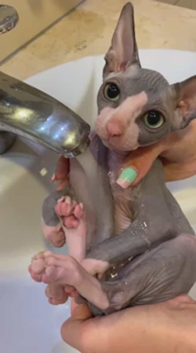Моем котёнка сфинкса в раковине