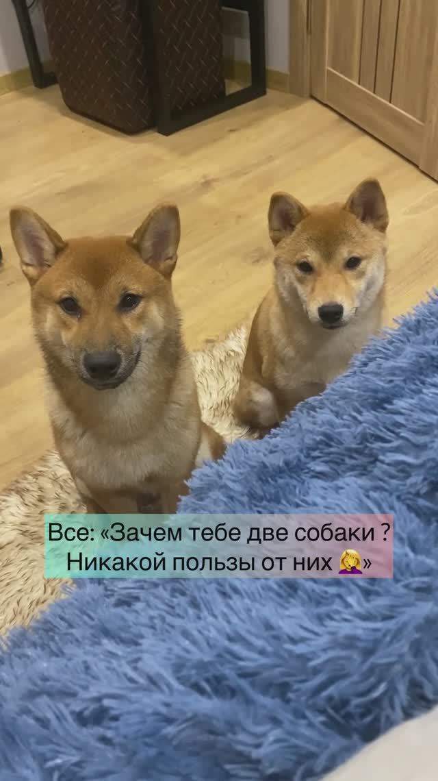 Мамины помощники 😎
#сибаину #сиба #shibainu #shiba #собакаказань #собачники #собакаулыбака