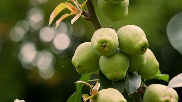 13576658-uhd_3840_2160_25fps