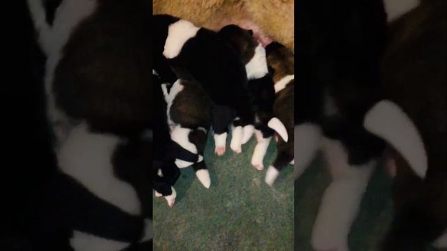 Битва! Акитеныши дерутся, толкаются, за молоко) #dog #собака #funny #puppy #akitalufe #fyp #топ