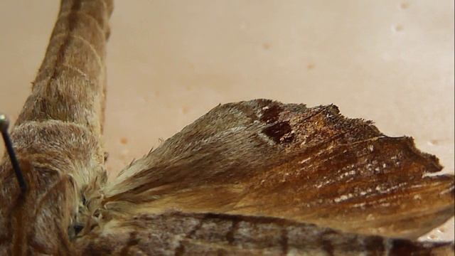 БРАЖНИКИ: 233. Marumba spectabilis