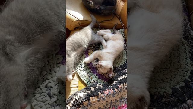 Котята 🐱🐱🐱🤩