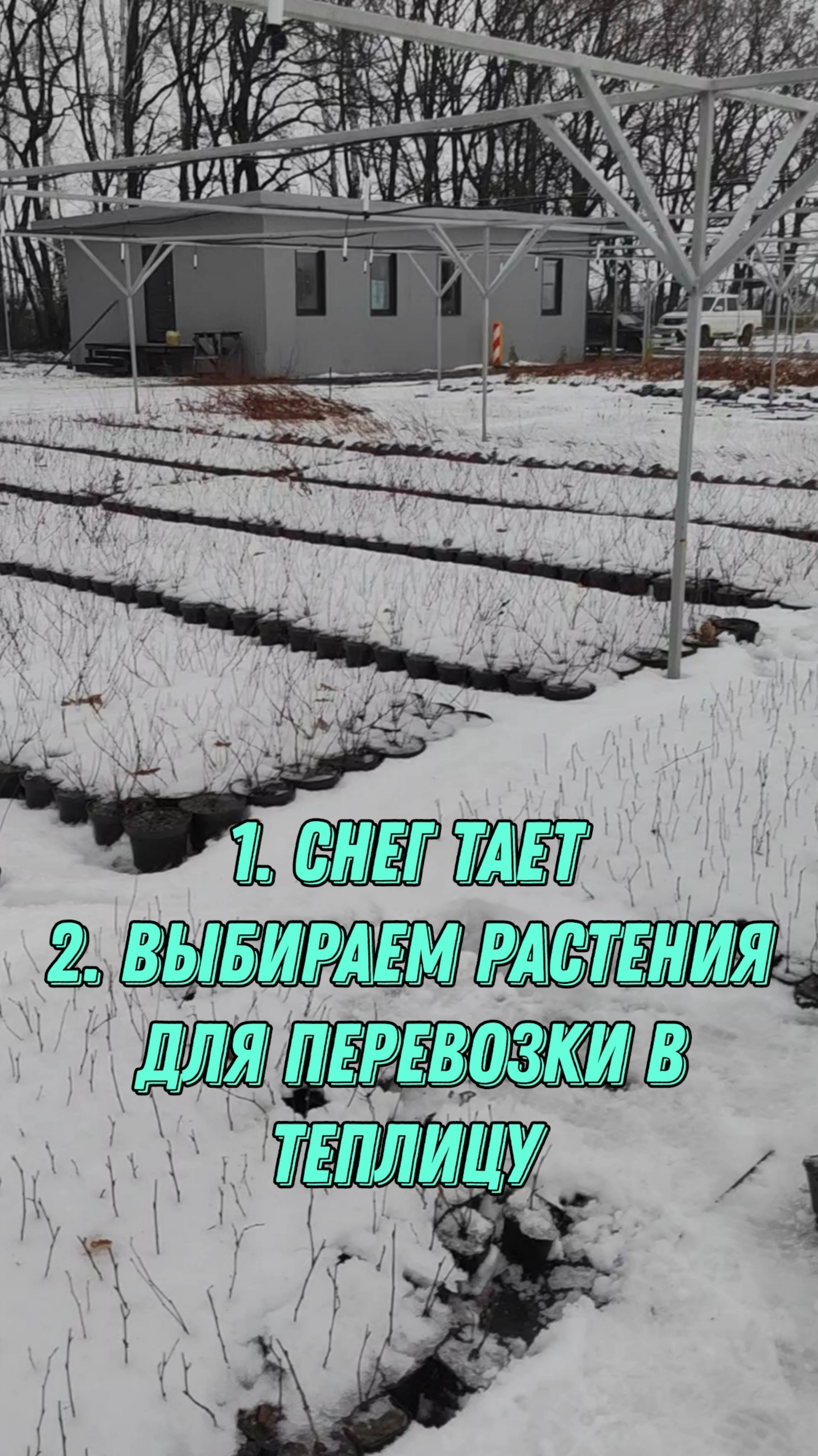 Собираем растения в контейнерах P9, для перевозки в теплицу.