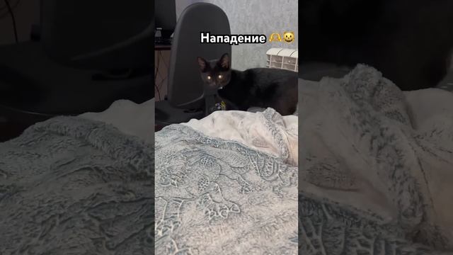Блэки подросла))27 д/к #shorts #kitten #блэки