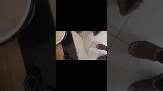 scene_output.mp4