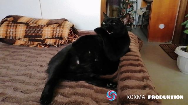 Вакс умывается перед сном.mp4