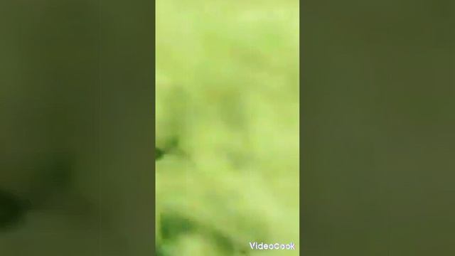 VideoCook_20241023_151707517.mp4
