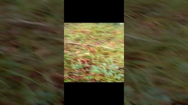 VID_20240804_143531.mp4