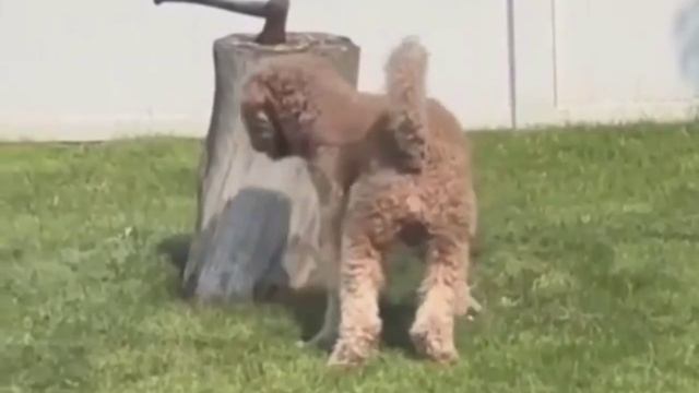 Хитрая белка