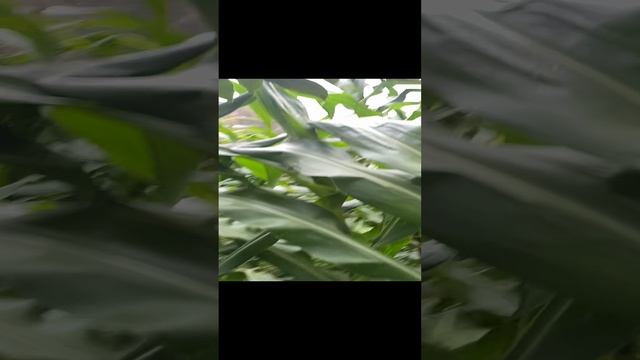 camvideo_82e61f3d