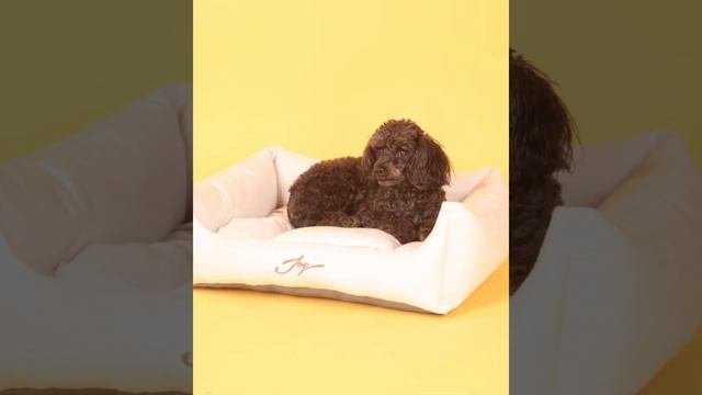JOY/Лежанка для животных, Айвори/ квадратная 50х43х19см Белая , для собак и кошек/домик для животны