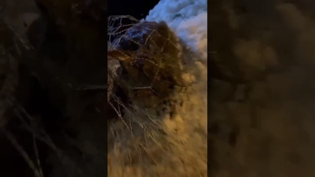 Спасатели подарили вторую жизнь замерзающему на трассе М-10 коту
