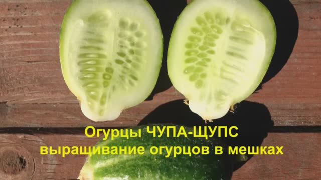 Огурцы ЧУПА-ЩУПС. Выращивание огурцов в мешках. Июль 2017. Growing cucumbers in bags.