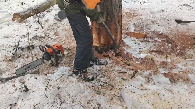 Валка дерева новая лесосека