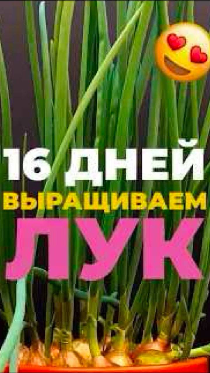 Как лук растет на глазах! #лук #растения #садоводство