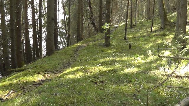 Весна, черёмуха, озеро