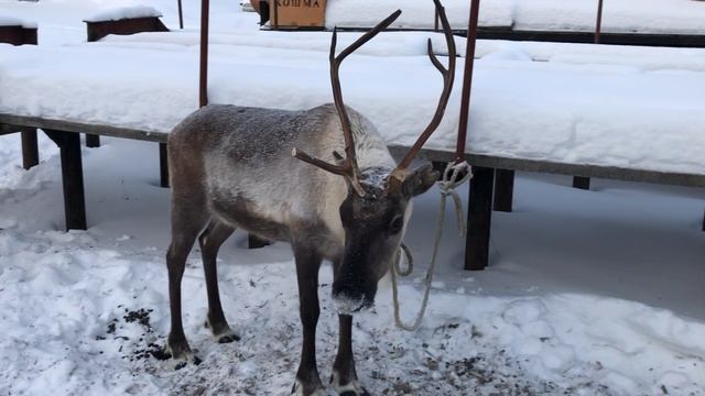 Северные олени