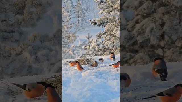 кБм