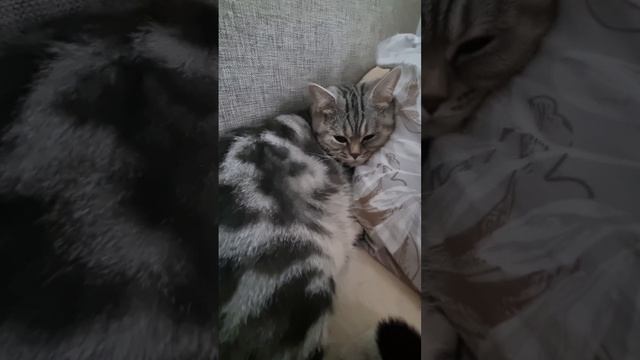 Вспомни меня 😘 (видео с музыкой смотрите на нашем канале в Дзене, ВК и Ютуб)