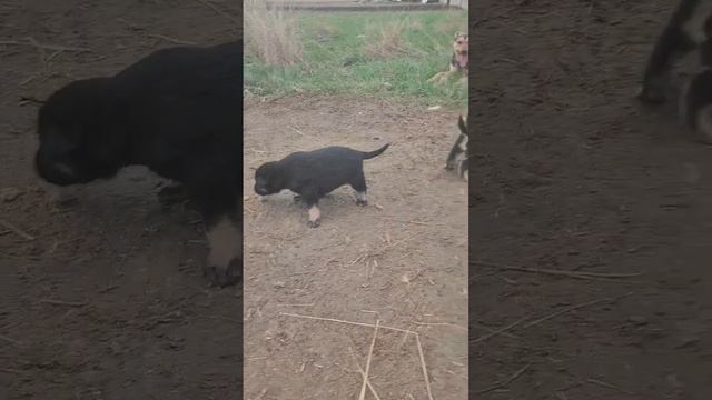 мамочка устала от щенят☺ прячется от них #щенята