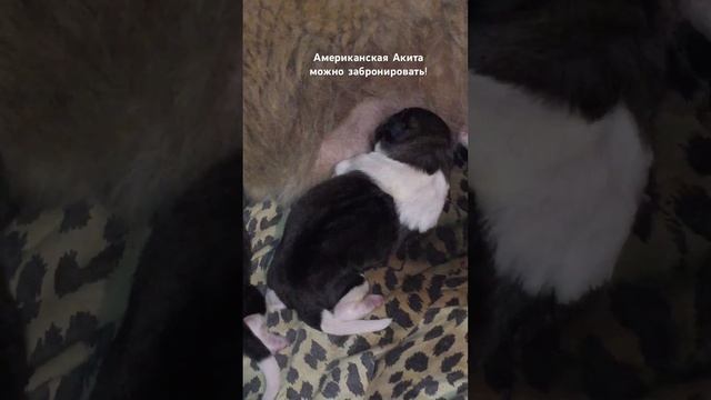 Первые часы жизни#americanakita #американскаяакита #music #funny #puppy